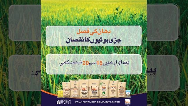 Destruction of Weeds in Rice Crop - Sona Urea FFC смотреть онлайн