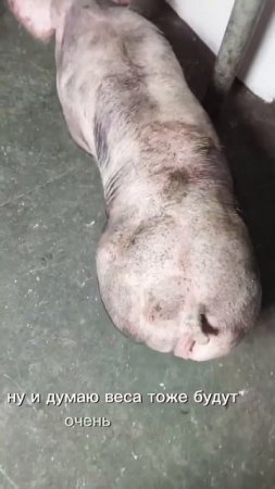 Свинка на мясо #pig #животные #деревенскаяжизнь #деревня #топ #миллионнасвиньях