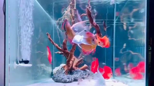 Аквариум с дискусами и скаляриями от TrDũng Phan