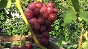 Виноград Бодрый 2024г.