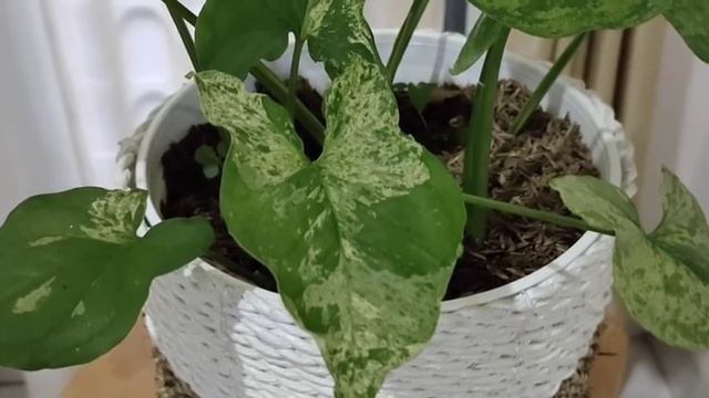 Syngonium mojito si loreng yang cantik