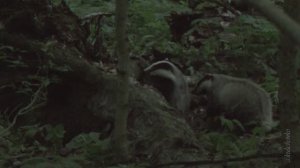 БАРСУЧАТА У НОРЫ