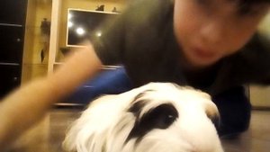 рассказ про морскую свинку