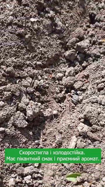 Що посіяти в серпні на городі смотреть онлайн