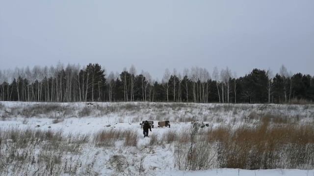 Резкость боя охотничьего оружия полная версия. смотреть онлайн