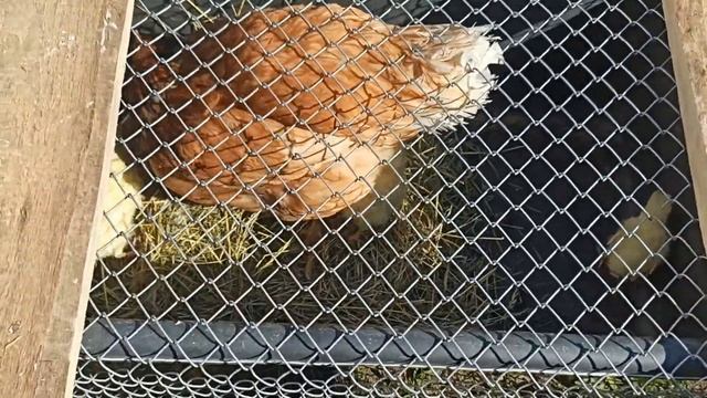 Расширяем жилплощадь индюшатам. Задумали одно а получилось .... смотреть онлайн