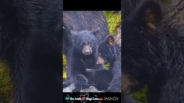 кошки