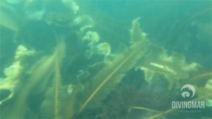 Divingmar - extracción del alga Kombu (laminaria japonica)