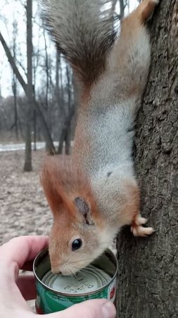 Балерина тоже пьёт