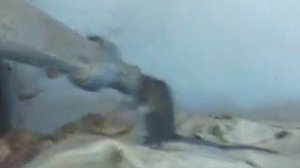 крыса в ЖОПЕЕЕЕЕ!