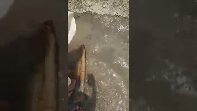 3 hp pump on 2600 watt pannel ਤੁਹਾਡਾ ਵਿਸ਼ਵਾਸ਼ ਜਿੱਤਣ ਲਈ ਦਿਨ ਰਾਤ ਮਿਹਨਤ ਕੀਤੀ ਸਾਡੀ ਟੀਮ ਨੇ смотреть онлайн