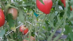 Сорт томата Сердце Уолта Сволки 01,09,23