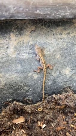 Baby Brown Anole Encounter