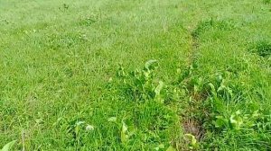 Фундук 3 Tonda Gentile delle Langhe (TGL)