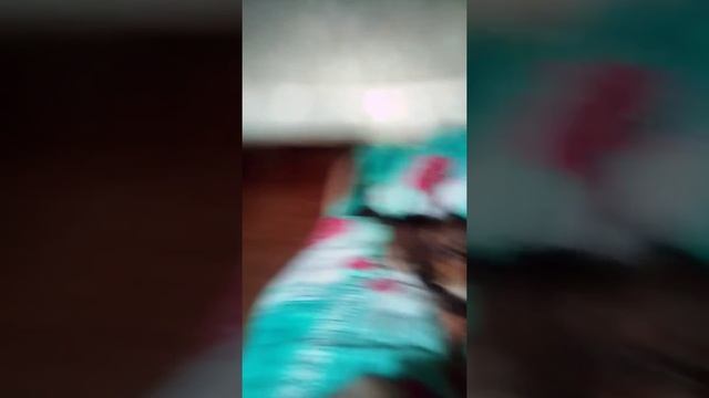 Пищащая собака 🐕 смотреть онлайн