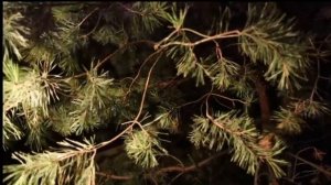 Симуляция жизни