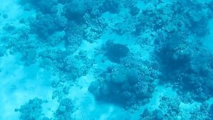 Черепаха Бисса. Красное море. Шарм-эш-Шейх. Шаркс-Бей. 2024