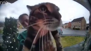 кот мяукает в камеру | мем