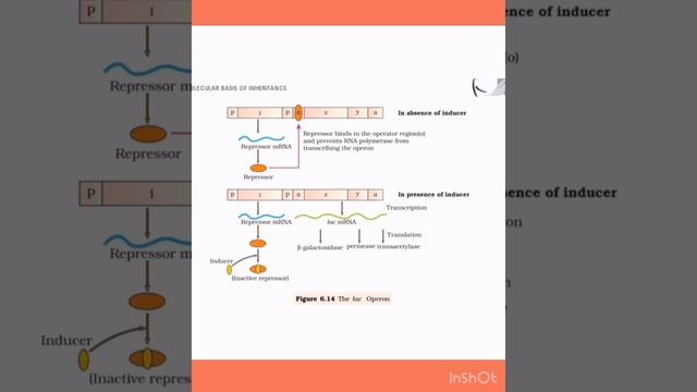 Biology Class 12 Important Diagrams 2020