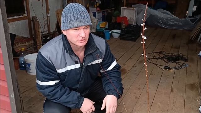 Когда ВЫСАДИТЬ плодовое ДЕРЕВО на примере АБРИКОСА. Персик скоро зацветет | 09.04.24 смотреть онлайн