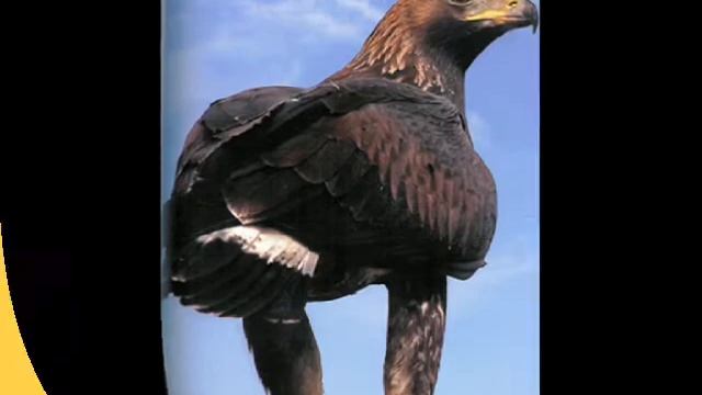 Video Comuni Territorio GAL Sibilla смотреть онлайн