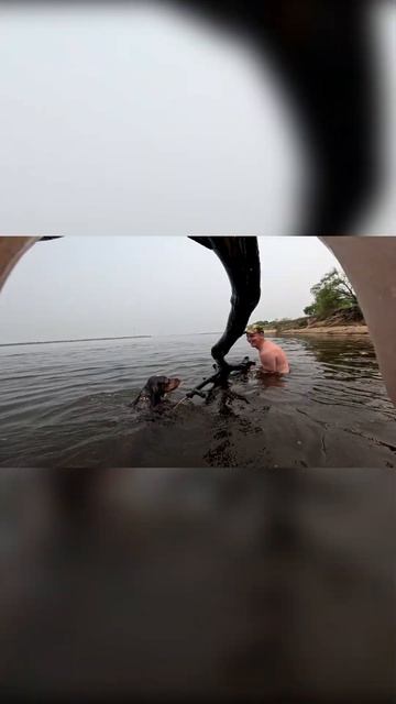 Бобр #песарчи #русскаяспаниель  #рыбалка