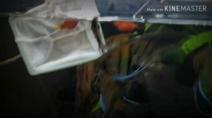 Пицелия нерест.