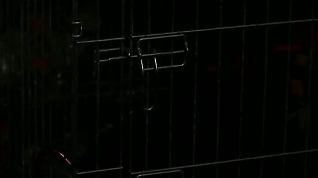 Ворон Камра поет / Raven Kamra is singing