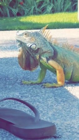 Dinosaurs aren't extinct