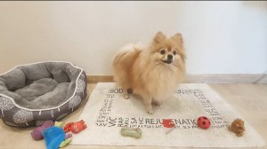 Шпиц показывает свои игрушки!