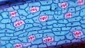 Оружие массового поражения и его поражающие факторы