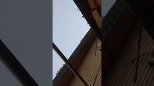 для любителей гребли! голуби Алматы Казахстан