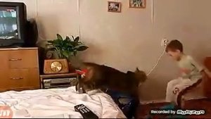 Издевательства над котами