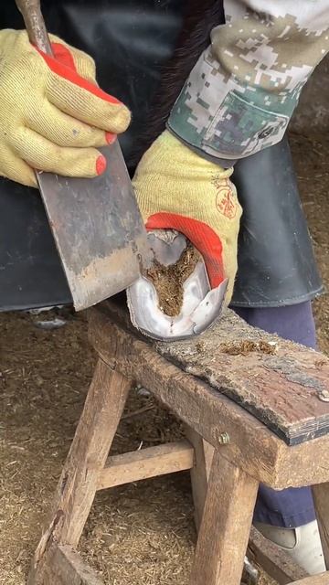 Great hoof trimming video extremely comfortable丨ASMR丨Donkey hoof cutting sound