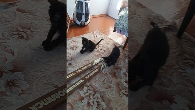 Черные котята зима 2025
