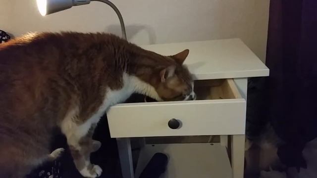 Kater Fuchs смотреть онлайн