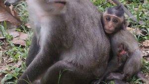 Pity baby Nanda cry cos painful of wound | It's great mom take care her Baby Nanda full |