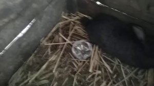 Обзор нашего хозяйства/как определить что крольчиха покрылась!