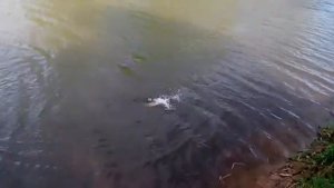 Ну вот полученное Удовольствие :) щука кг~на три оборвала леску, но не успела убежать.