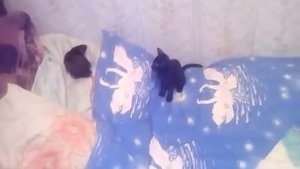 Котёнок против крысы