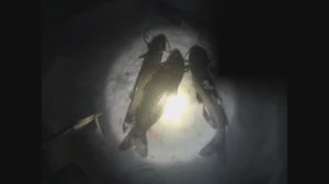 Подводная оохота, отличный улов.