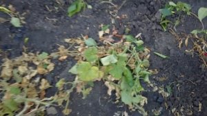 🌻🌺В селе у СВЕКРУНЬКИ !👍🙋♀️🥗