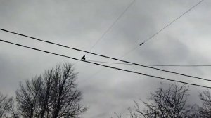 Проверка диполя на 40. Часть 2