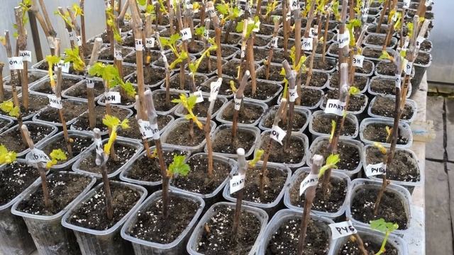 Как из черенка винограда, вырастить саженец за 50 дней.