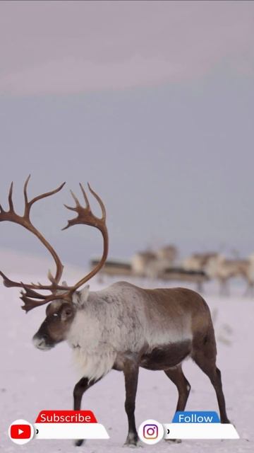 Winter Wonderland | Beautiful Scenes of Winter Warrior Animals | Animals in Snow