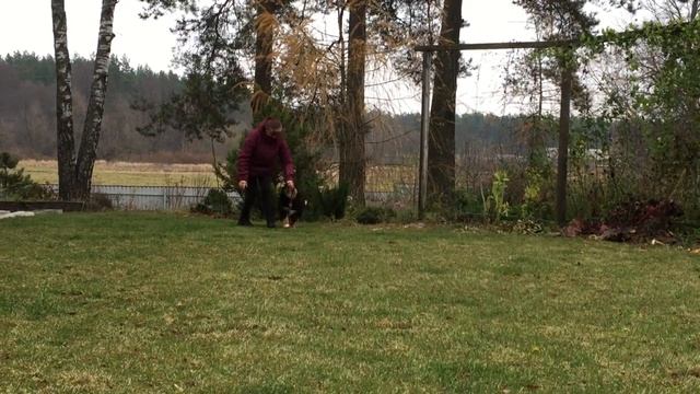 Щенки Терри смотреть онлайн