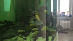 Мой аквариум с малавийскими цихлидами!