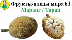Фрукты - плоды мира 61 – Маранг или Тарап Сыроедение Фрукторианство