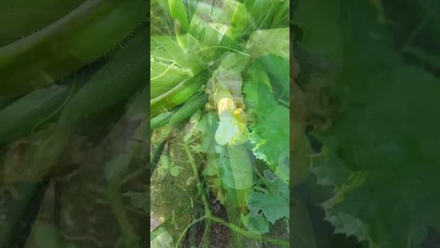 Генри рулит! архив 2023