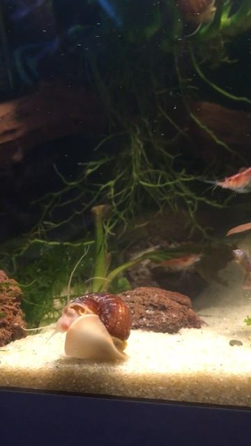 Ампулярии и креветки 🦐 смотреть онлайн